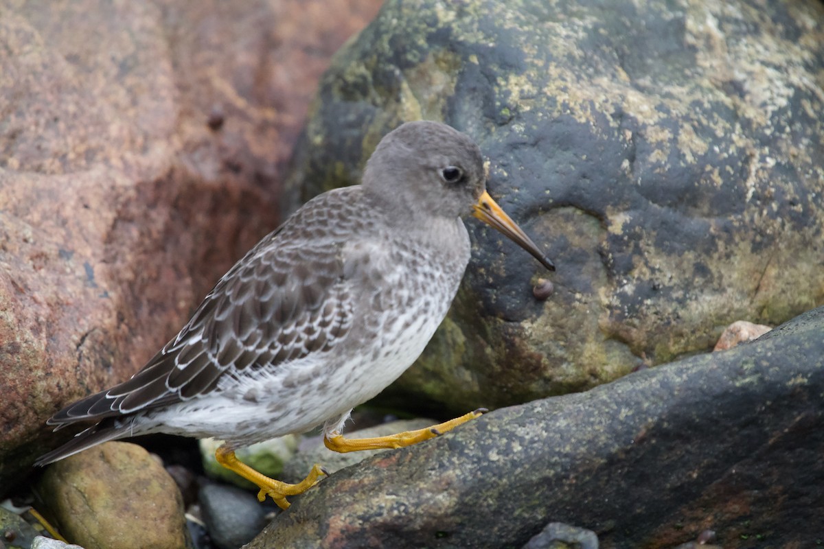 Correlimos Oscuro - ML646699646