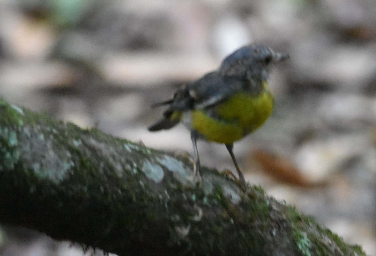Eastern Yellow Robin - ML646699650