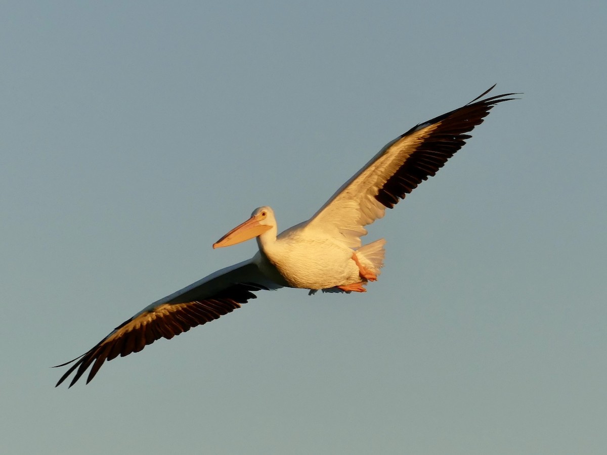American White Pelican - ML646699659