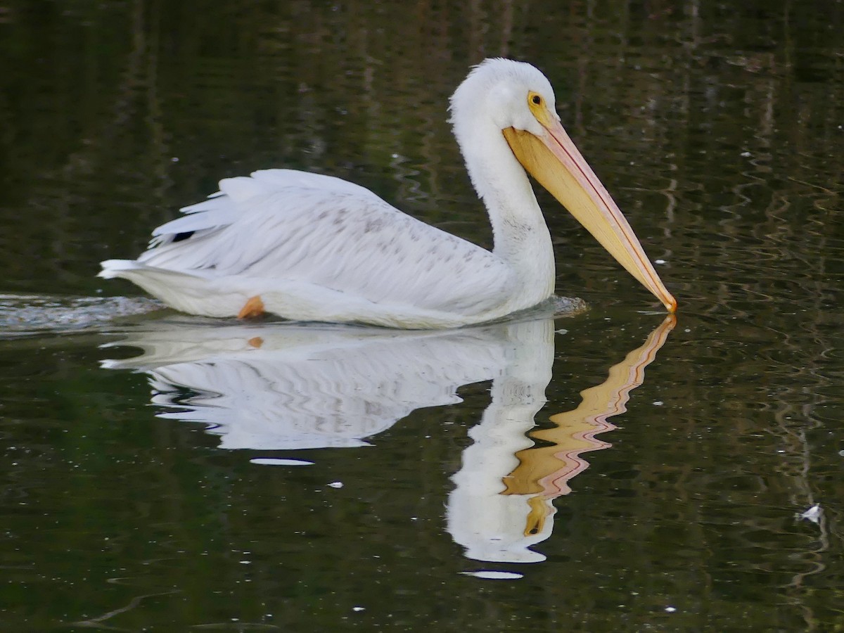American White Pelican - ML646699660