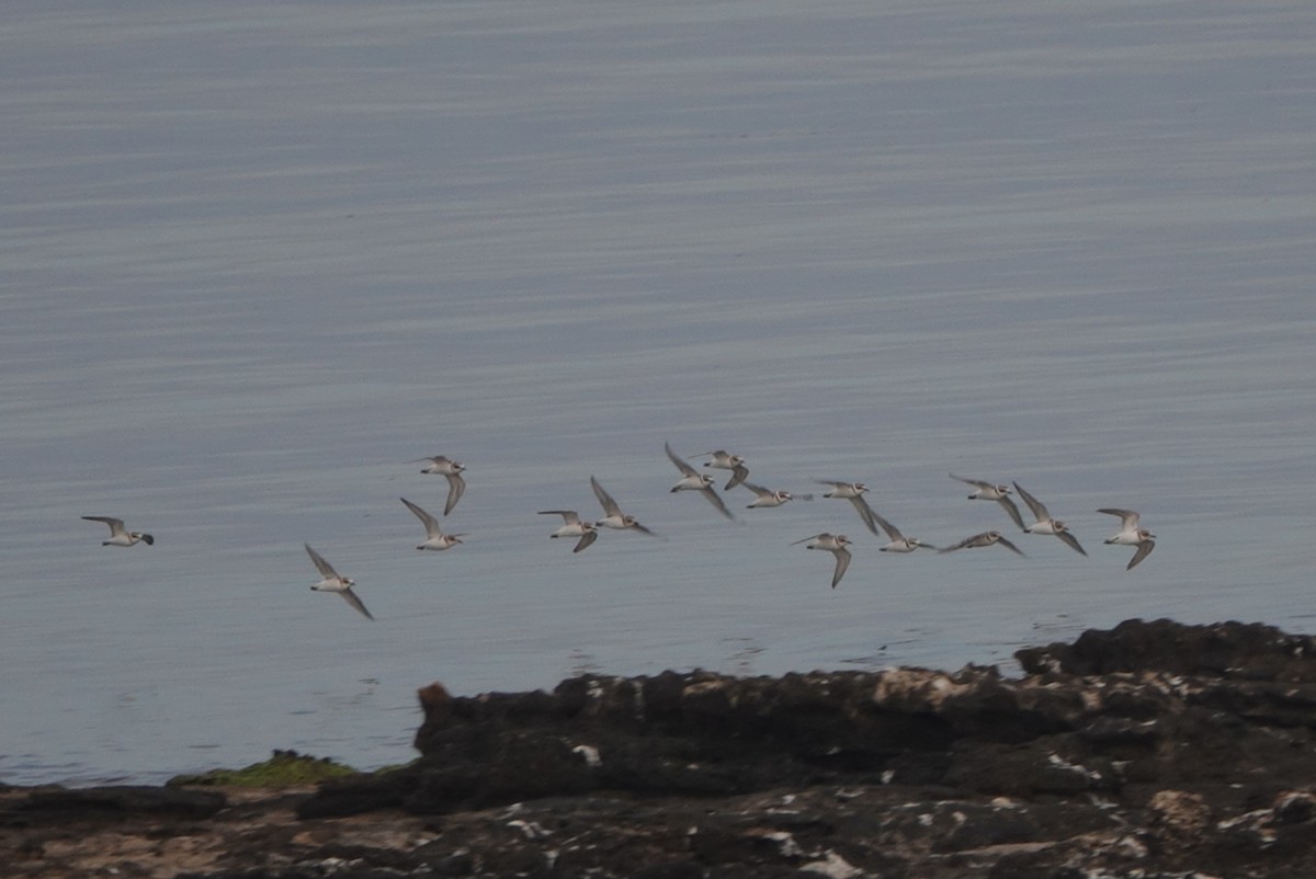 Fratino - ML646699661