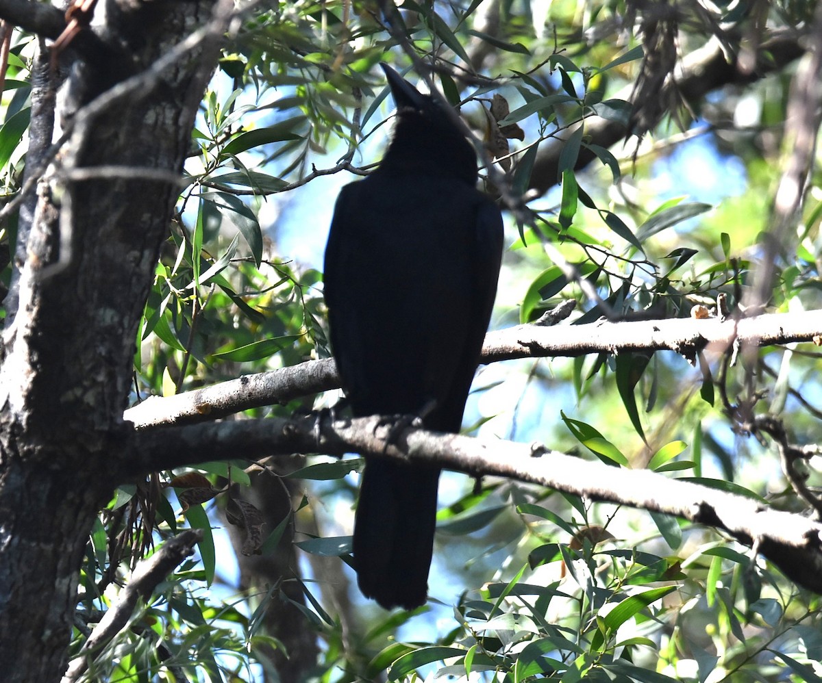 Torresian Crow - ML646699663