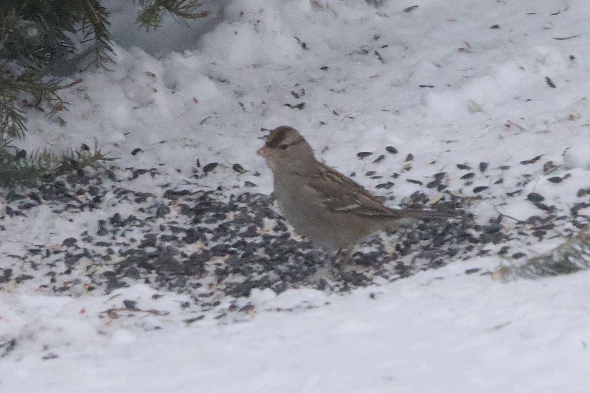 ミヤマシトド - ML646699666