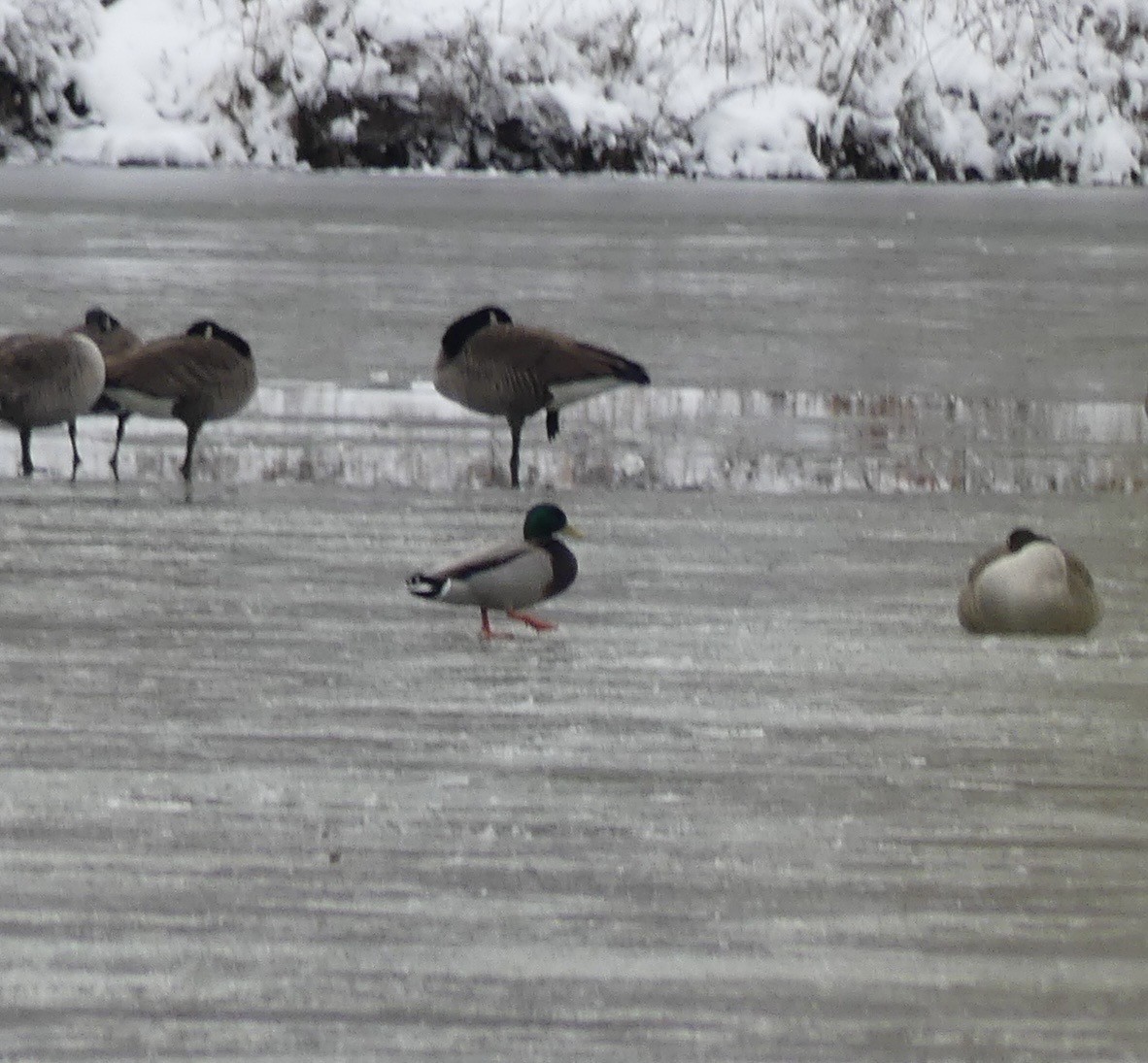 綠頭鴨 - ML646699669