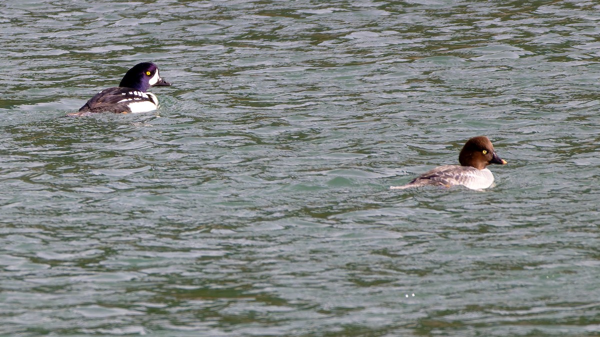 עבראש איסלנדי - ML646699671