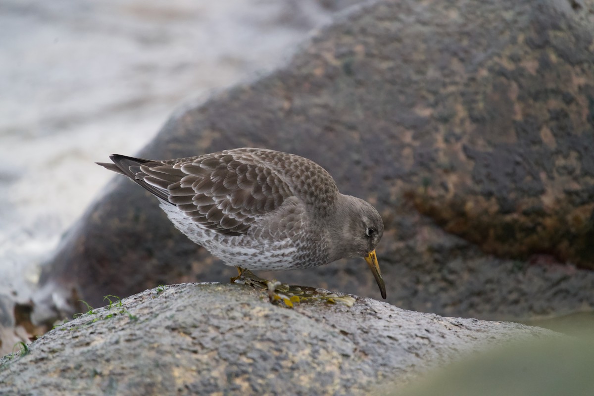 Correlimos Oscuro - ML646699678