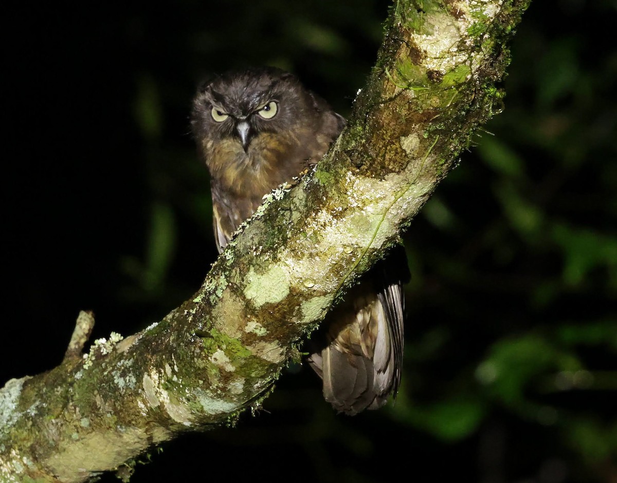 Australian Boobook - ML646699682