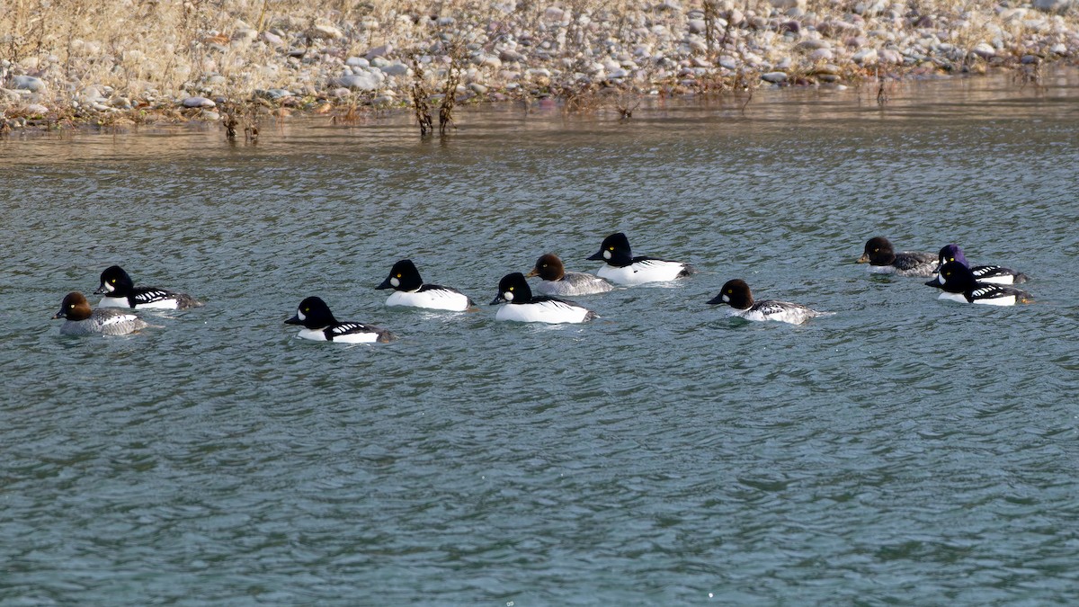 עבראש איסלנדי - ML646699686