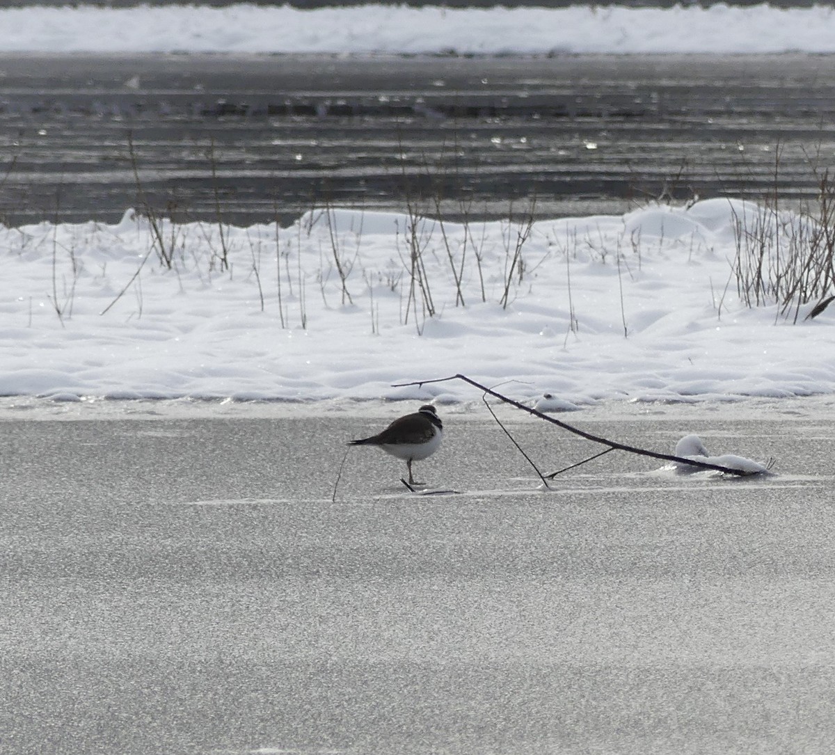 Killdeer - ML646699693