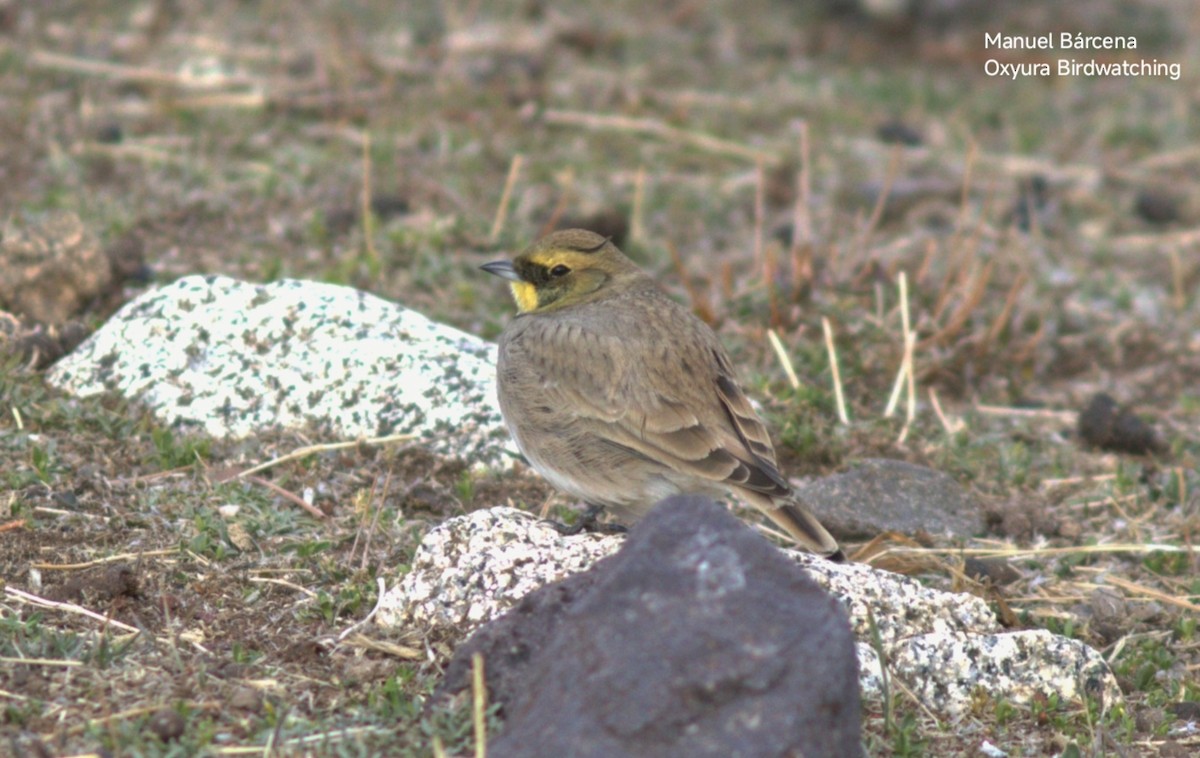 Horned Lark (Atlas) - ML646699694