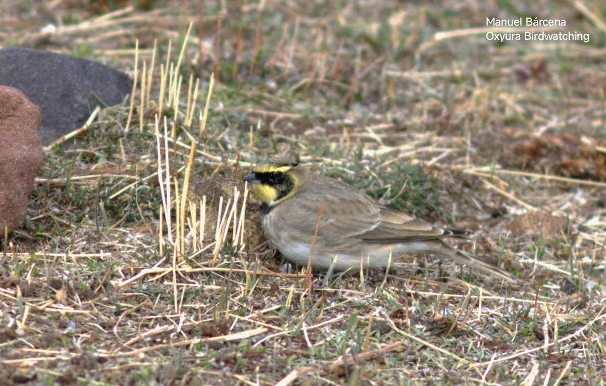 Horned Lark (Atlas) - ML646699695