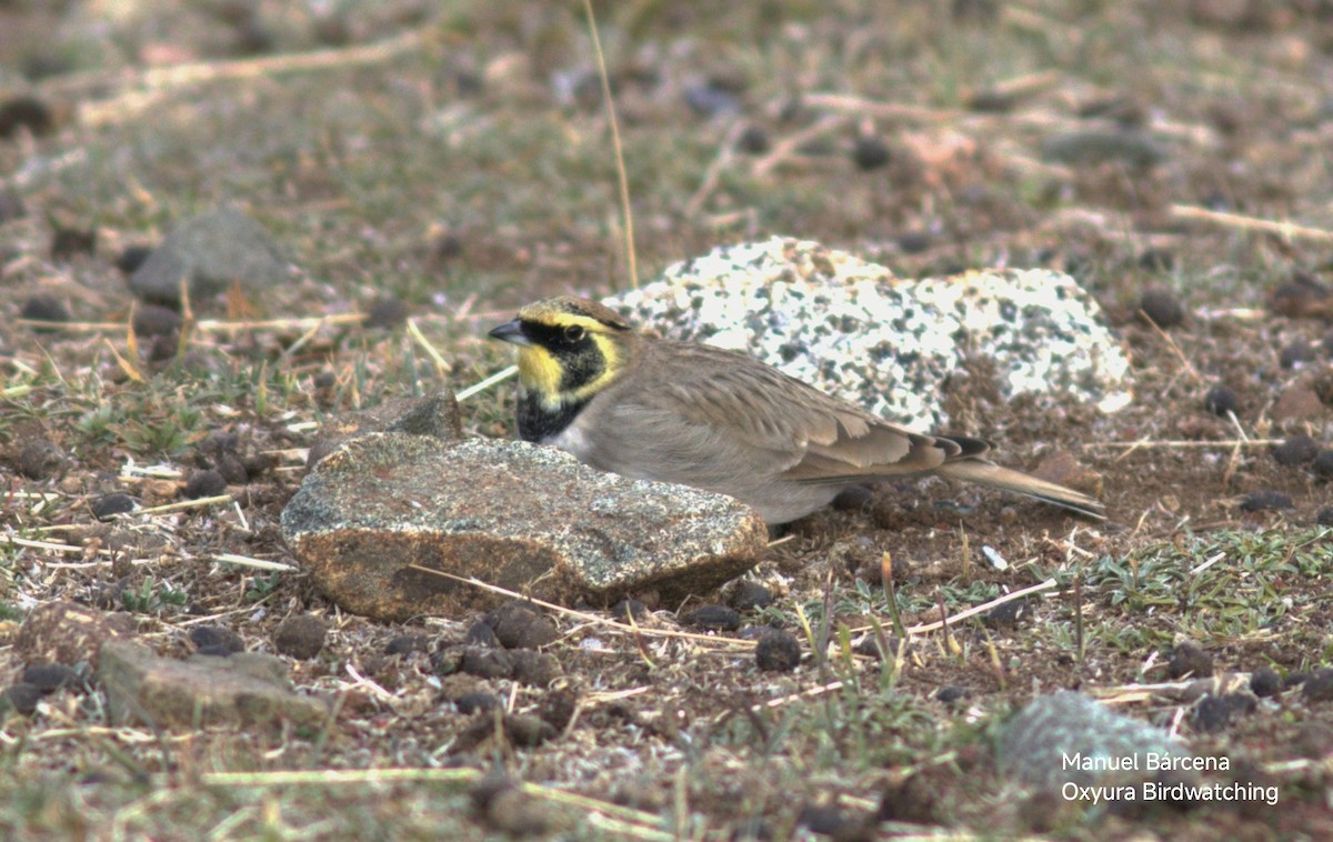 Horned Lark (Atlas) - ML646699696