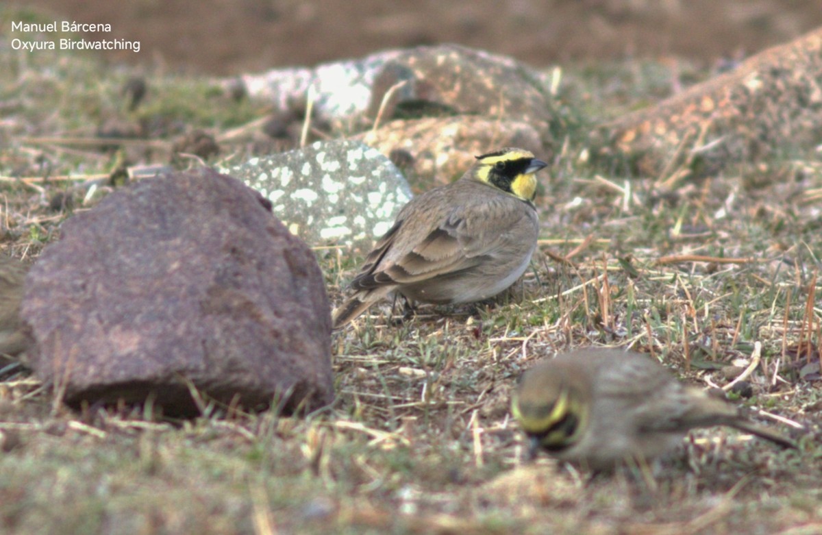 Horned Lark (Atlas) - ML646699697