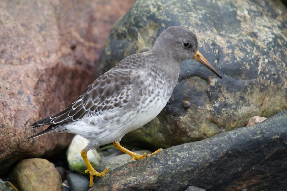 Correlimos Oscuro - ML646699698