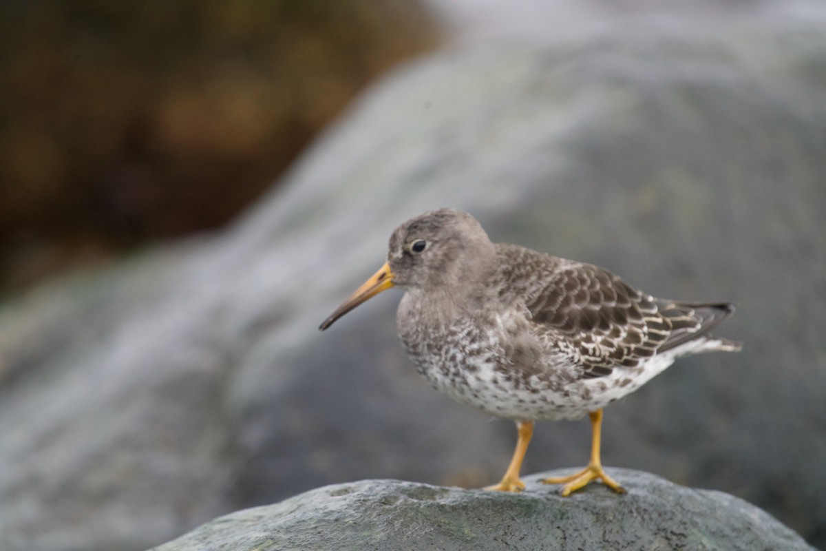 Correlimos Oscuro - ML646699699