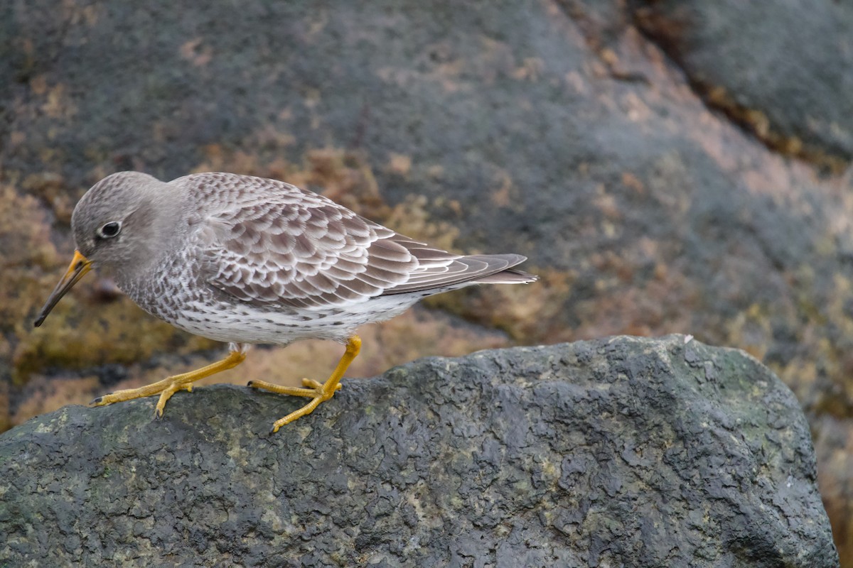 Correlimos Oscuro - ML646699700