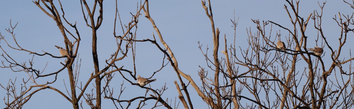 Буулгат хүүрзгэнэ - ML646699701