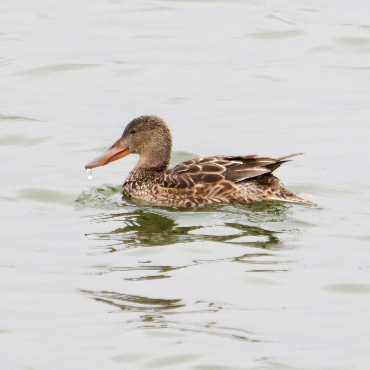 Northern Shoveler - ML646699703