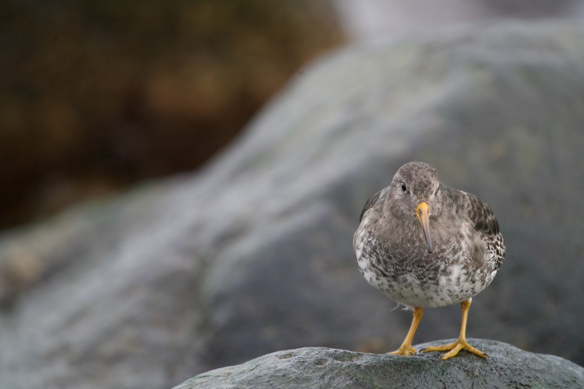 Correlimos Oscuro - ML646699705