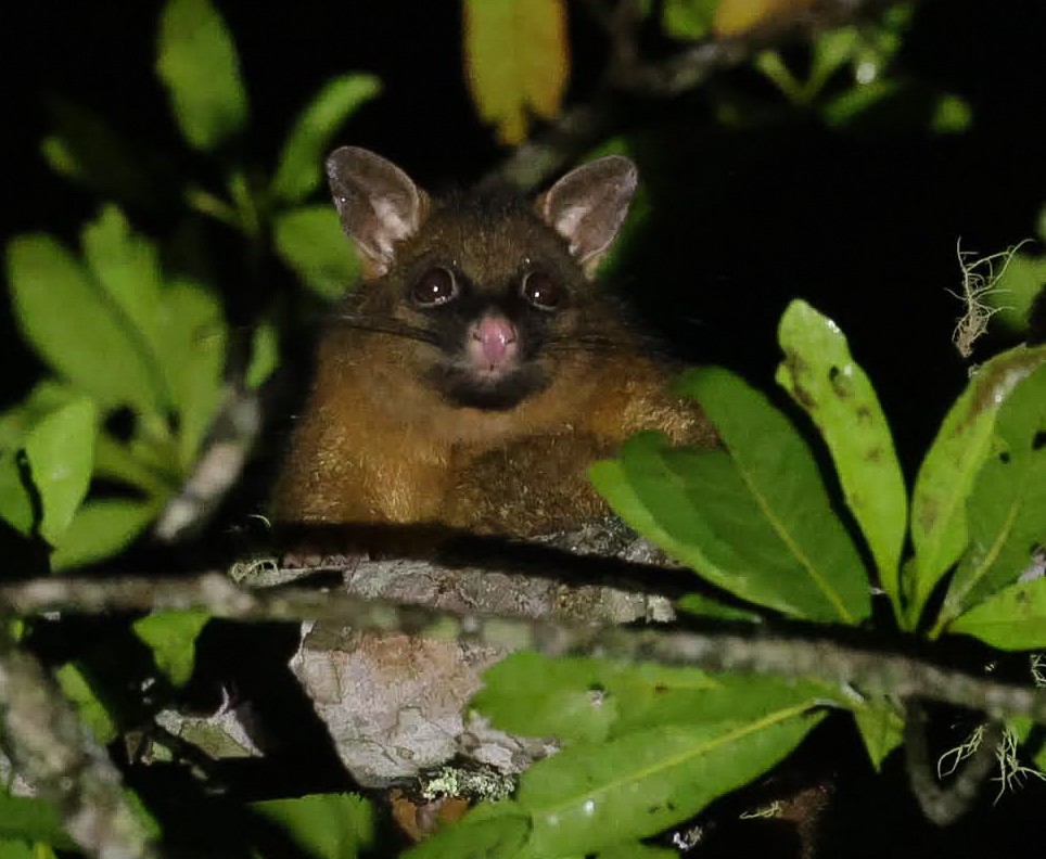 Common Ring-tailed Possum - ML646699706