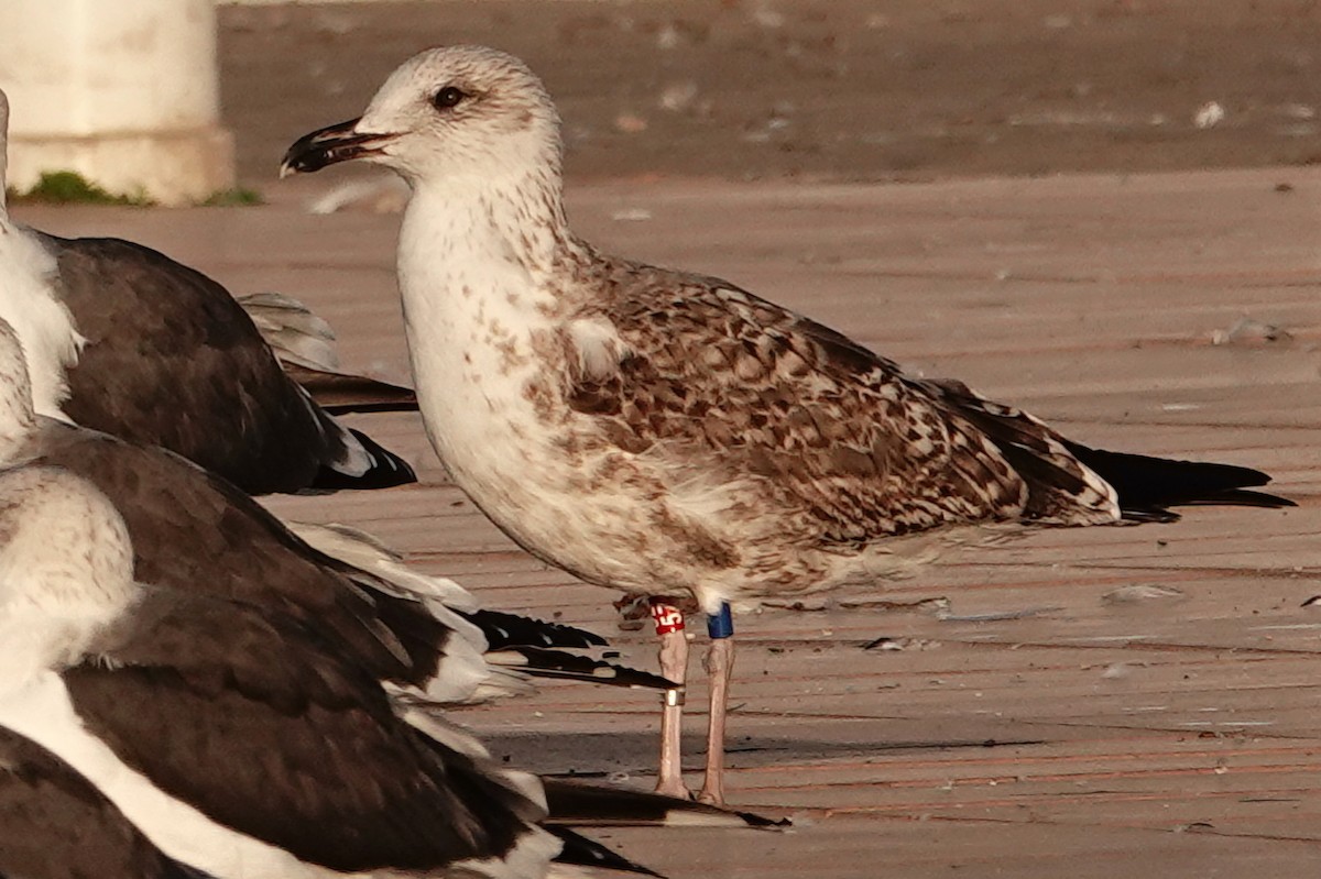 ニシセグロカモメ - ML646699709