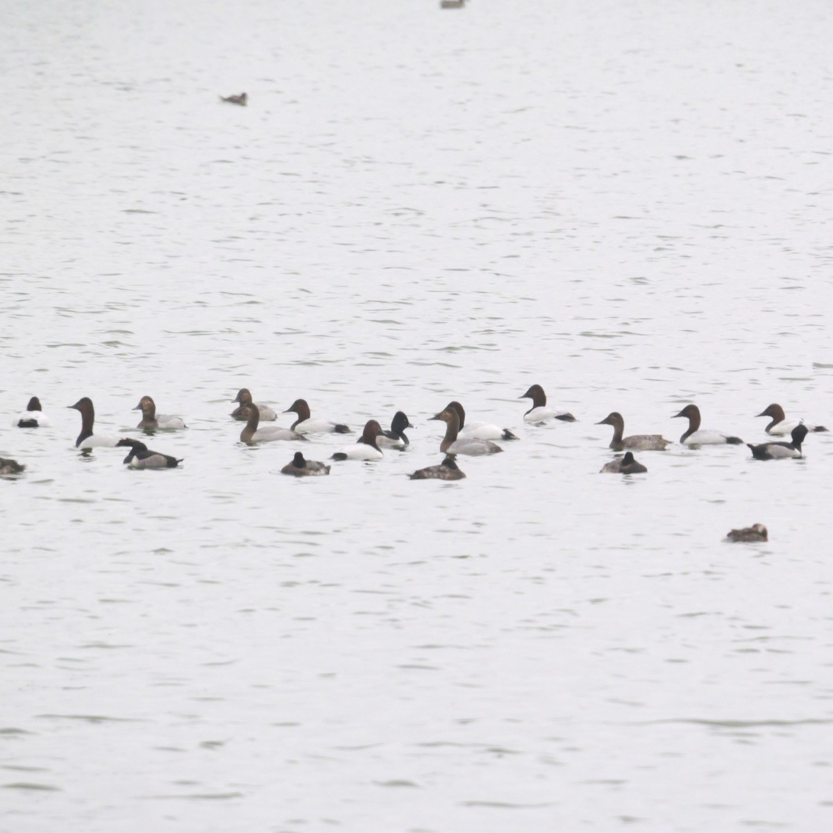 Canvasback - ML646699711