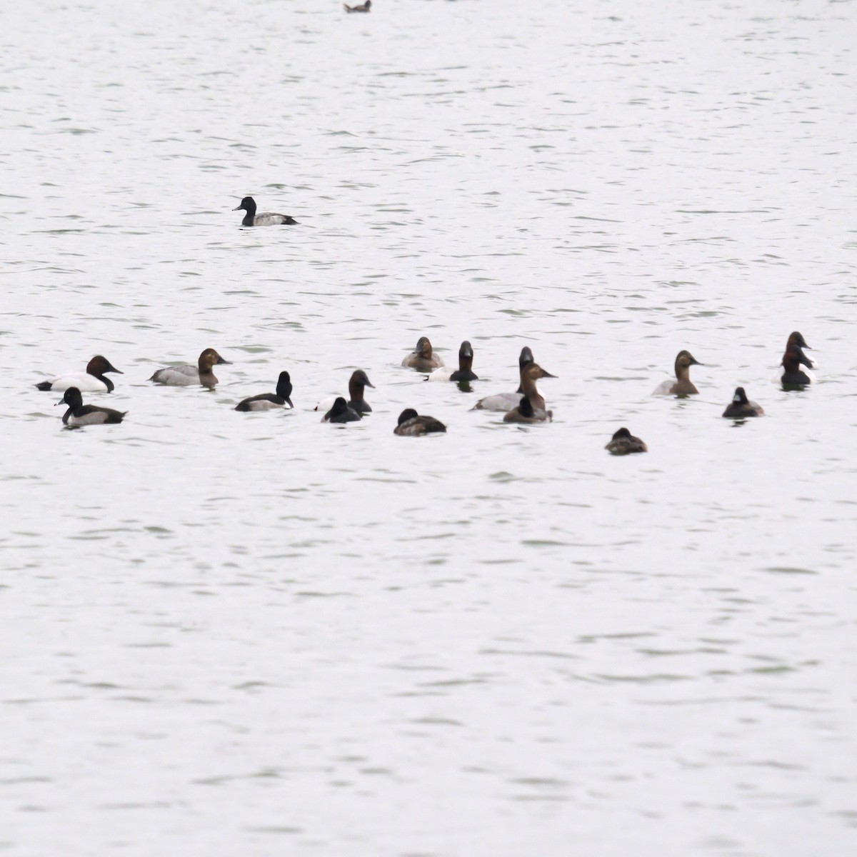 Canvasback - ML646699712