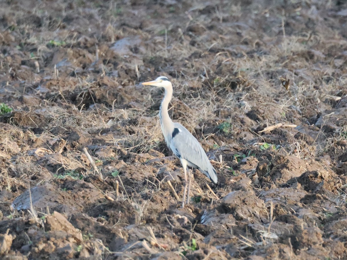 Чапля сіра - ML646699720