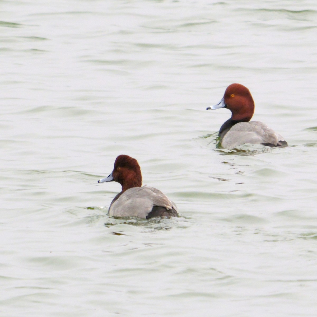 Redhead - ML646699721