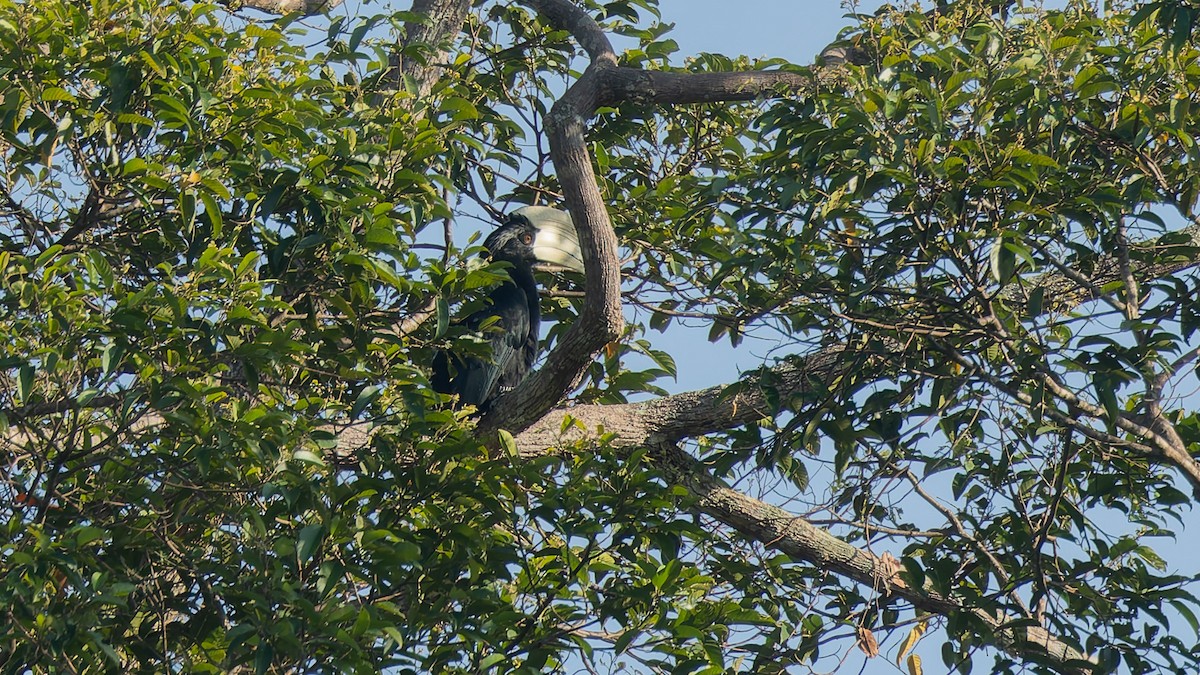 Black Hornbill - ML646699722