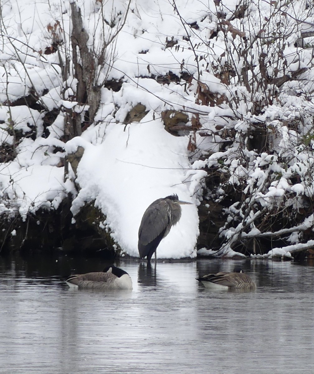 Great Blue Heron - ML646699724