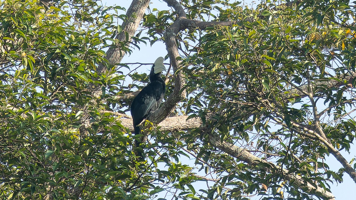 Black Hornbill - ML646699725