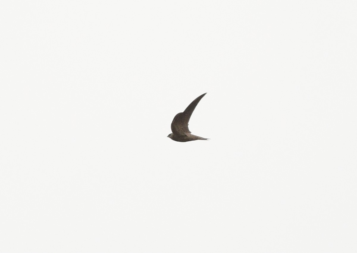 Pallid Swift - ML646699726