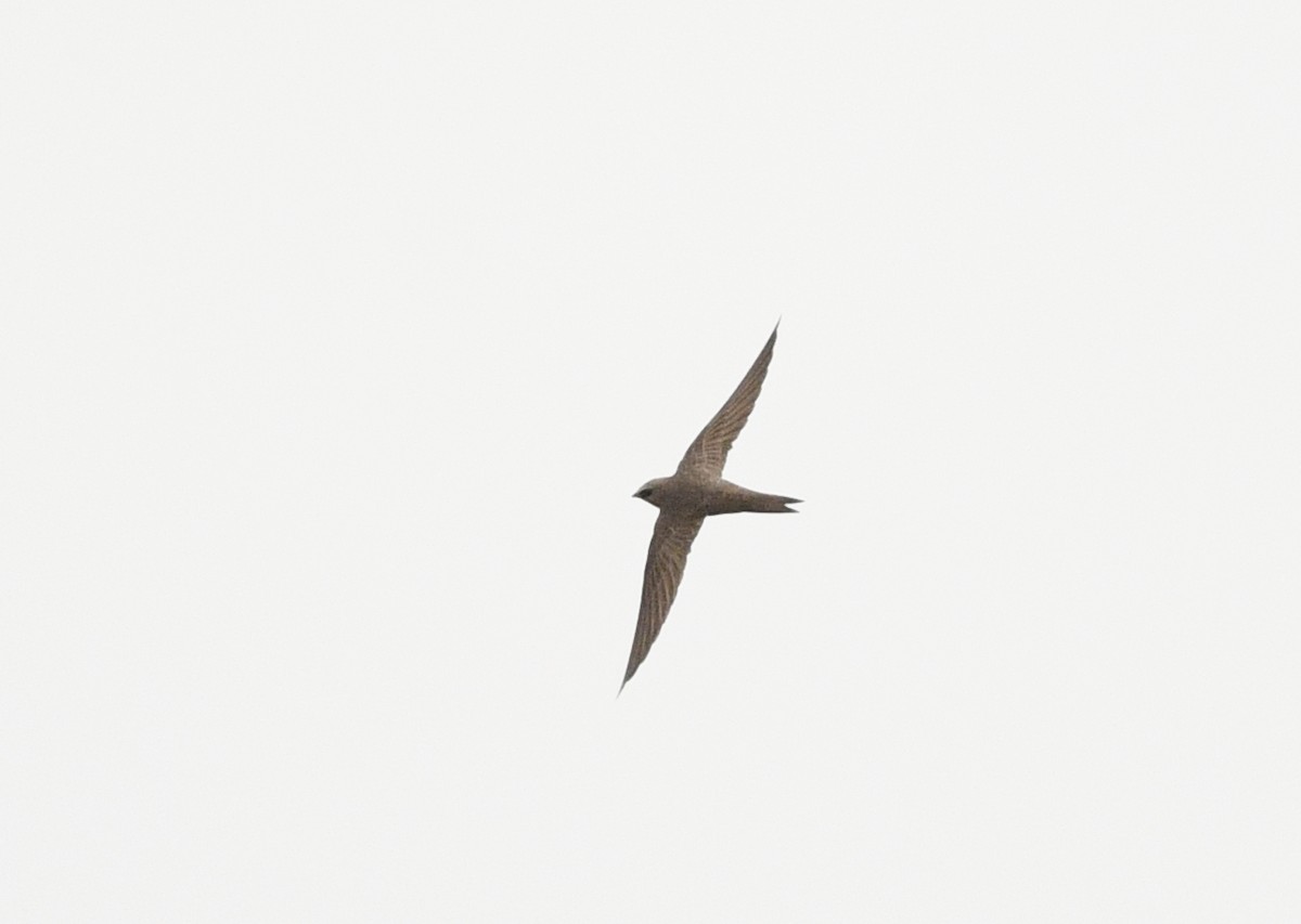 Pallid Swift - ML646699727