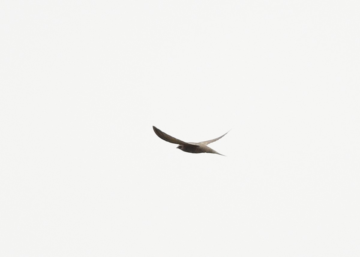 Pallid Swift - ML646699728