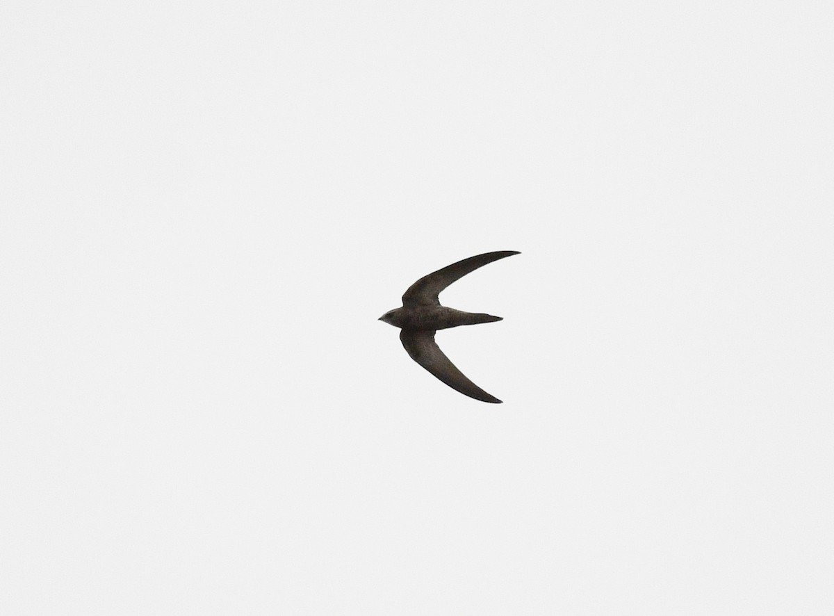 Pallid Swift - ML646699729