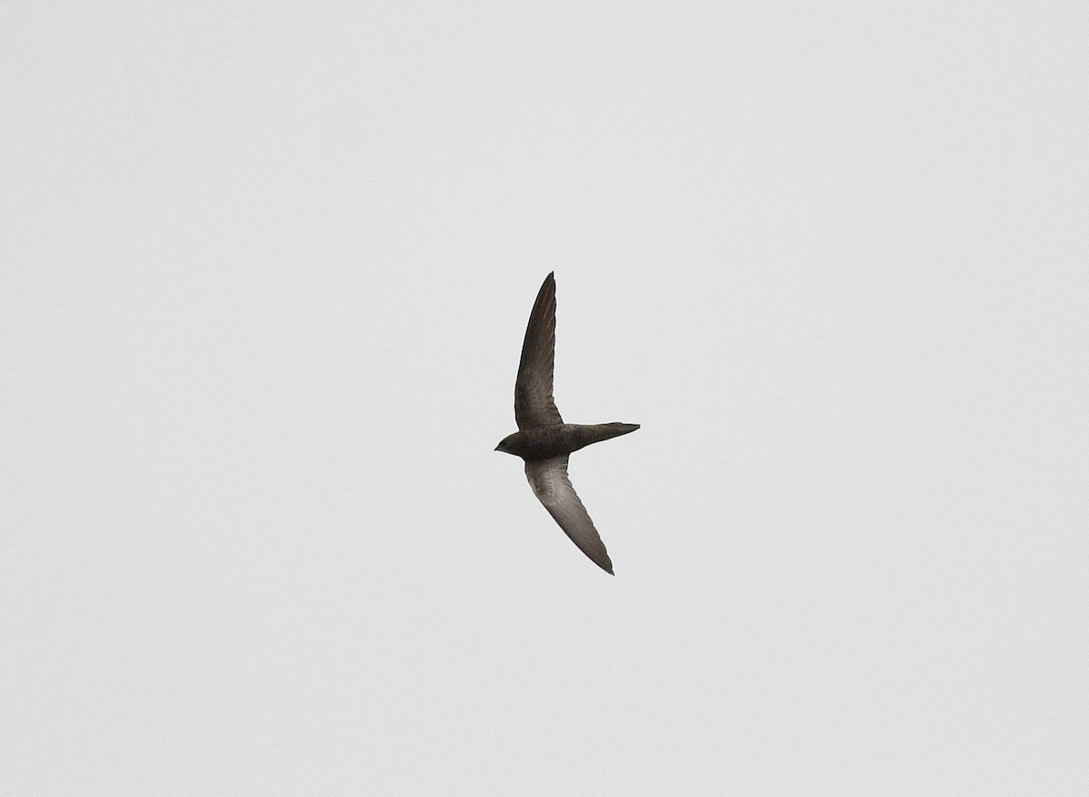 Pallid Swift - ML646699730