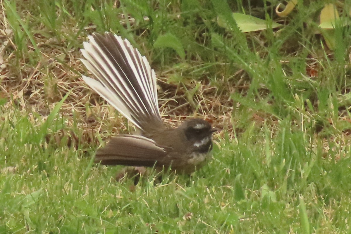 New Zealand Fantail - ML646699732