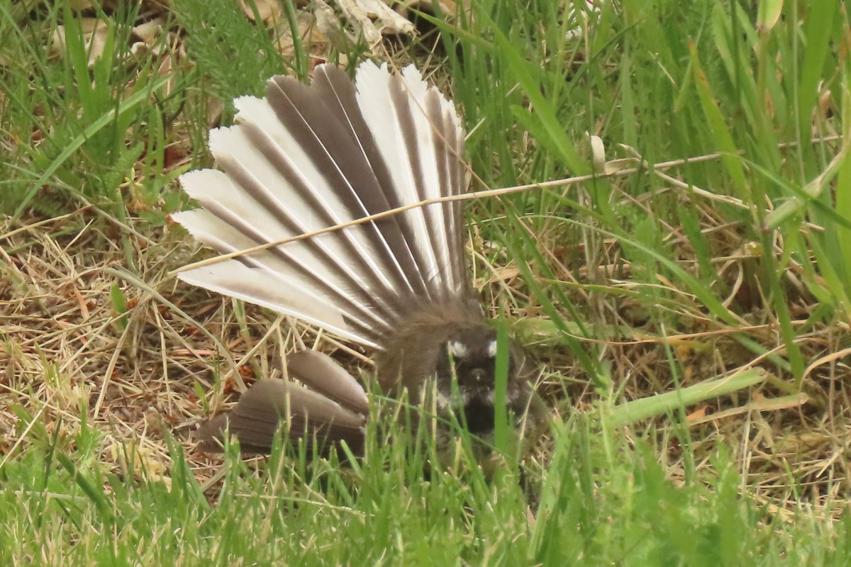 New Zealand Fantail - ML646699733