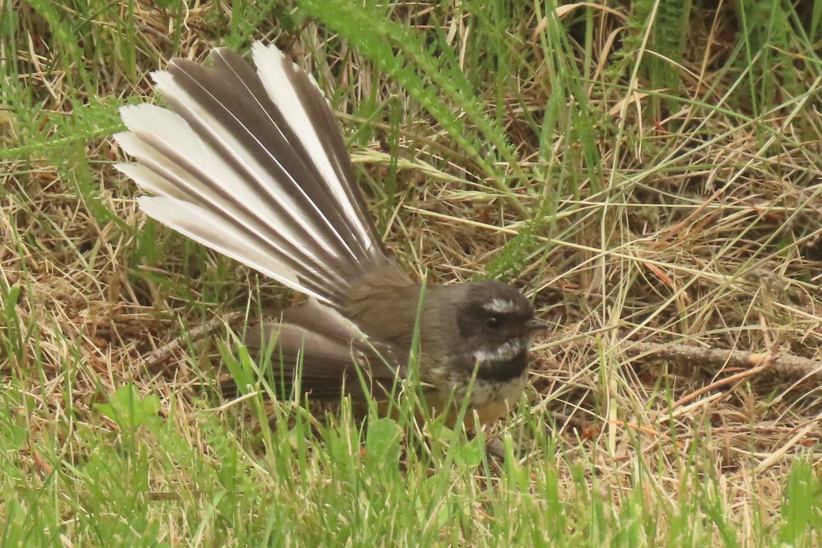 New Zealand Fantail - ML646699734