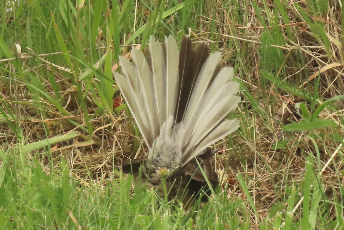 New Zealand Fantail - ML646699735