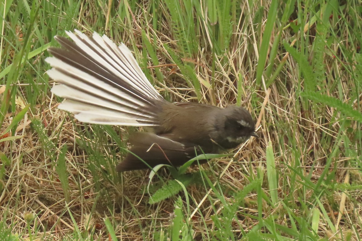 New Zealand Fantail - ML646699736