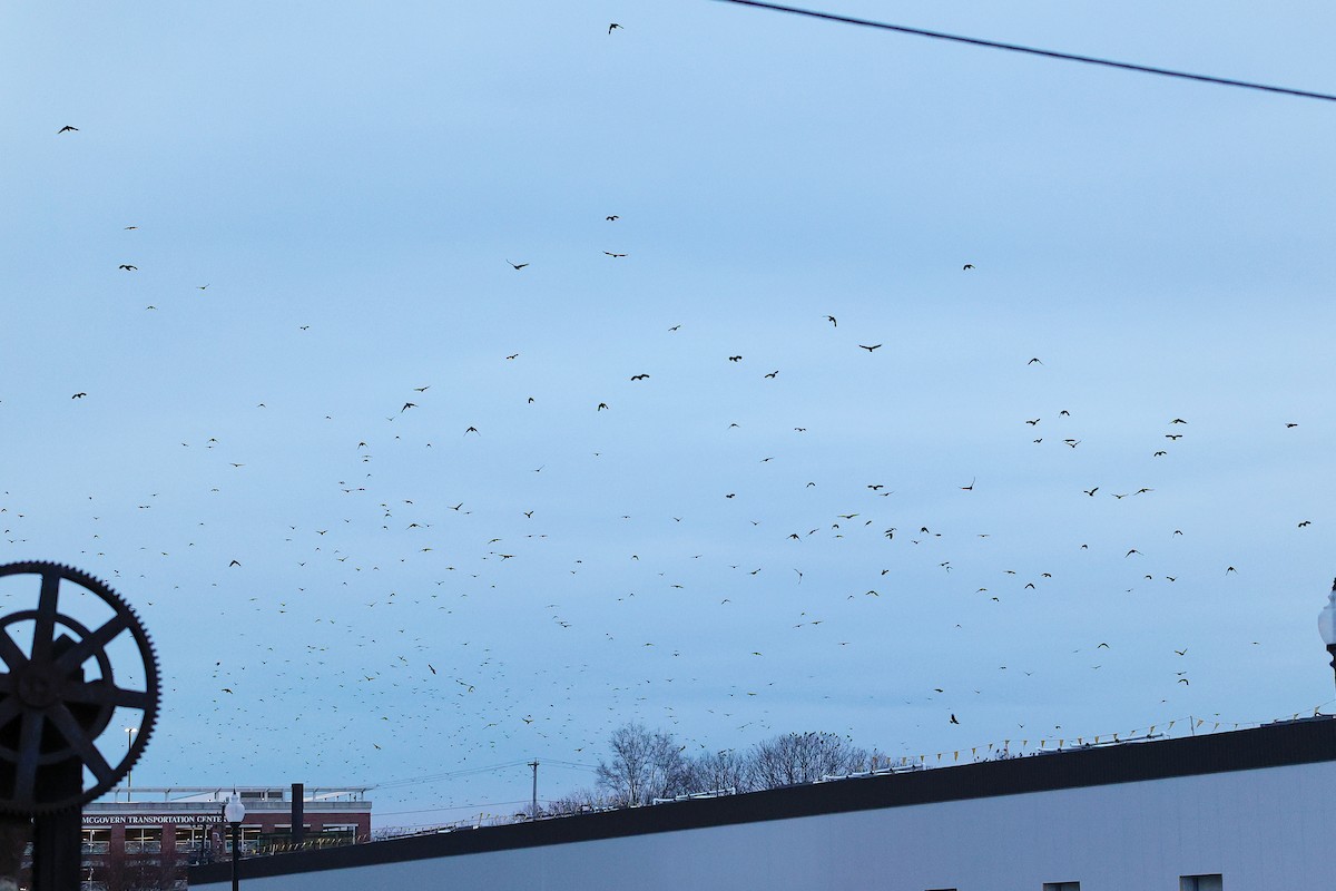 Amerika Kargası - ML646699739