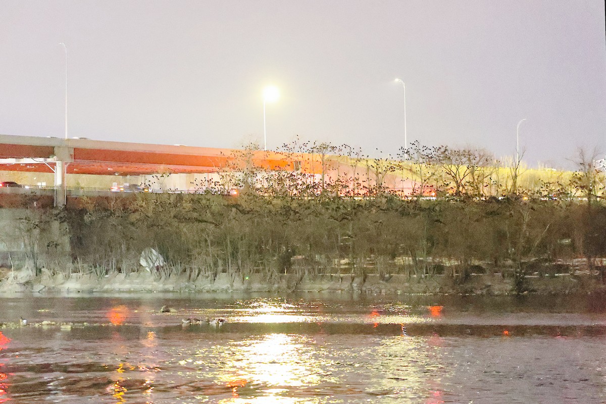 Amerika Kargası - ML646699741