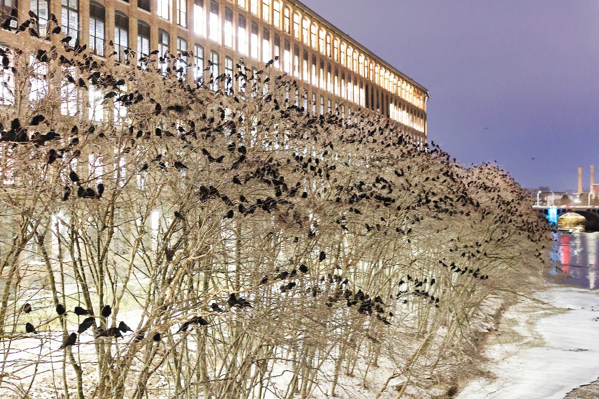 Amerika Kargası - ML646699742