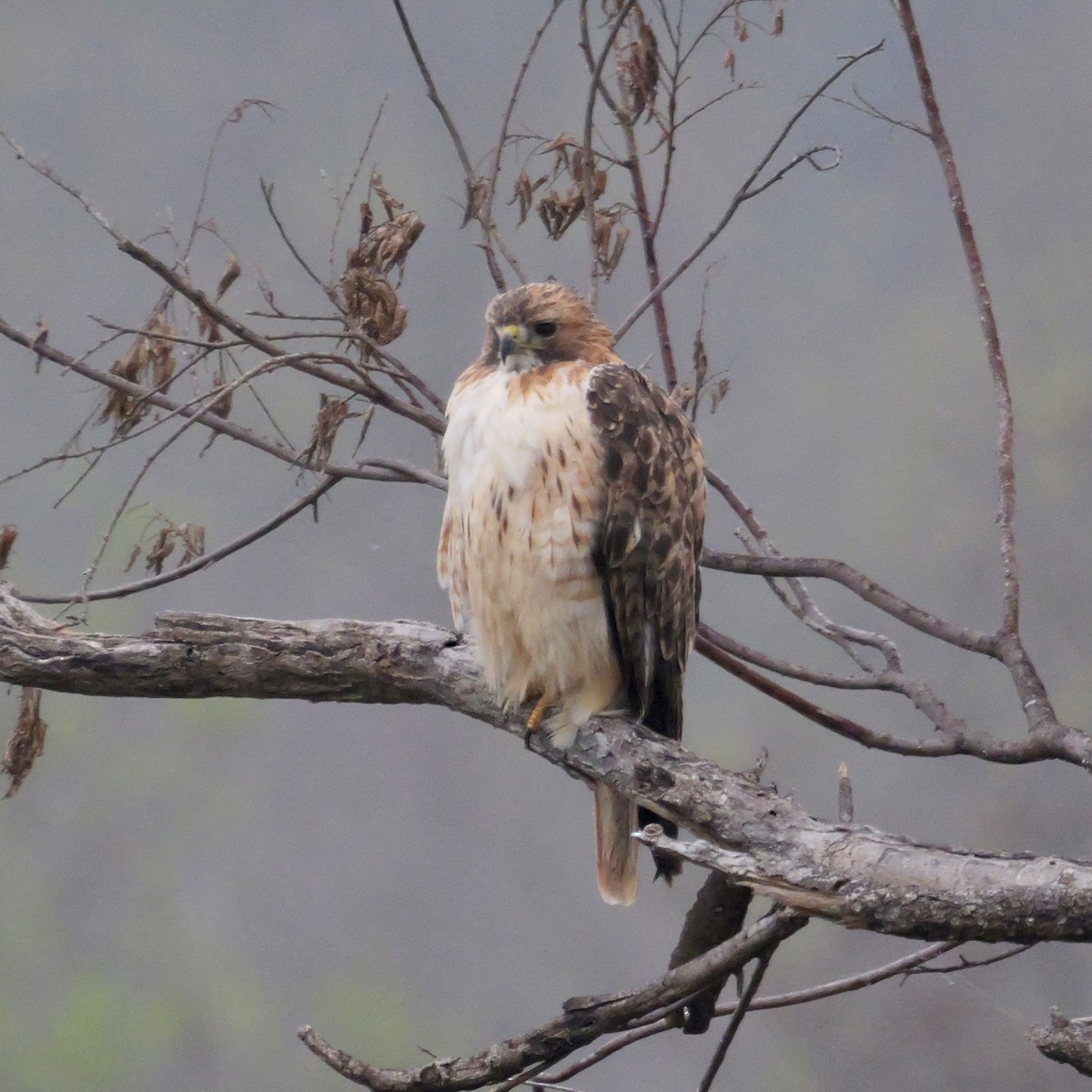 Red-tailed Hawk - ML646699744