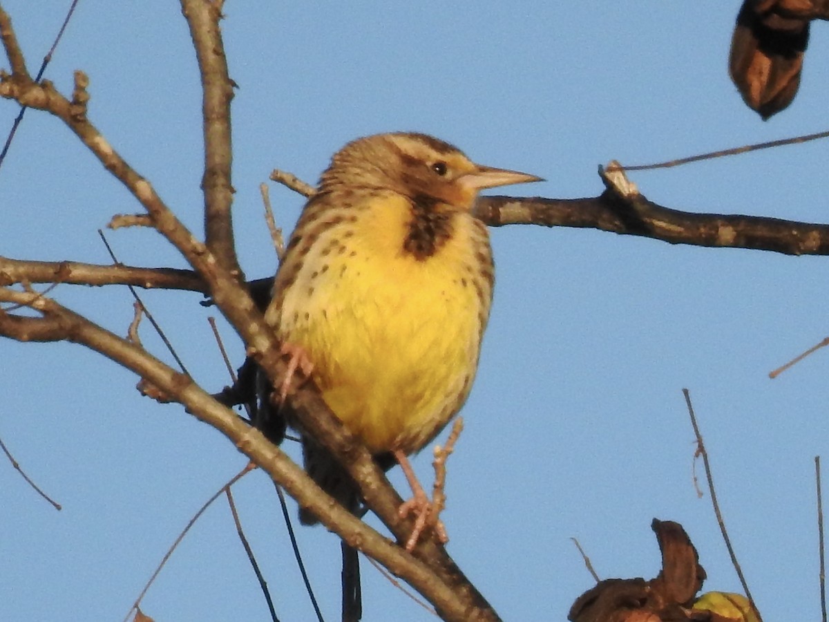 Western/Eastern Meadowlark - ML646699746