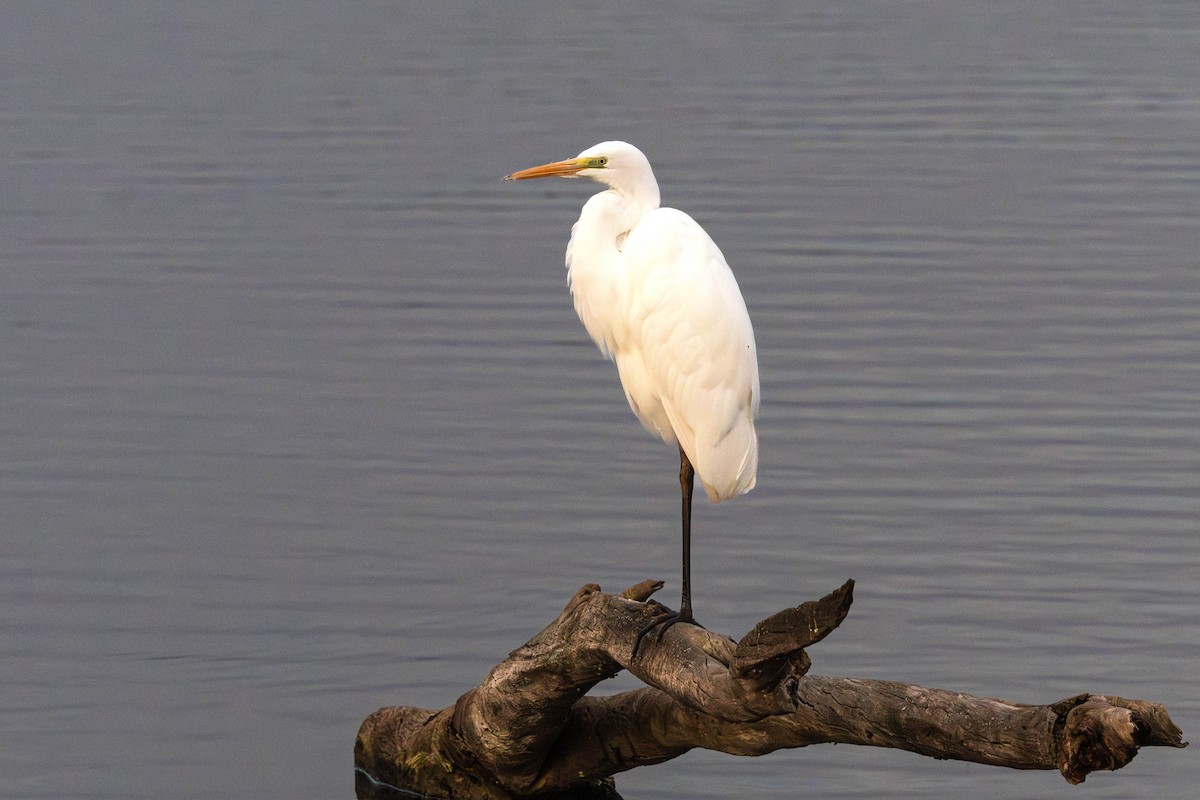 Great Egret - ML646699748