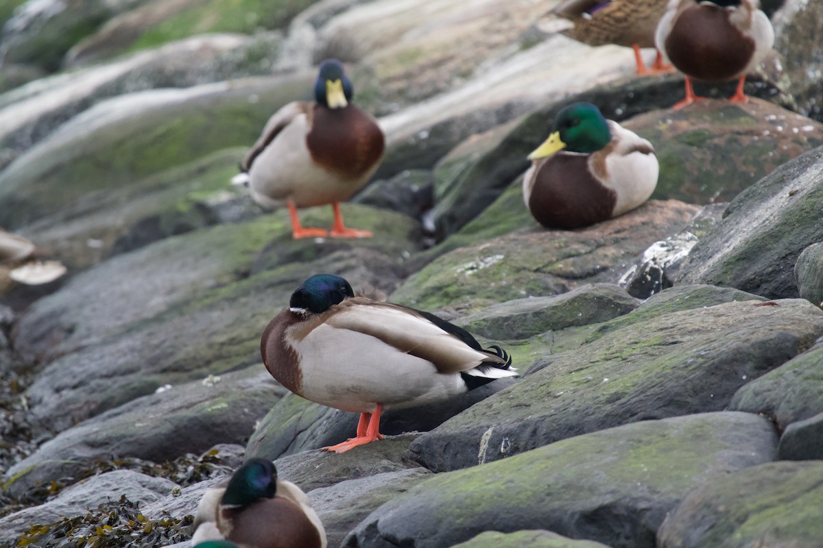 Ánade Azulón - ML646699749