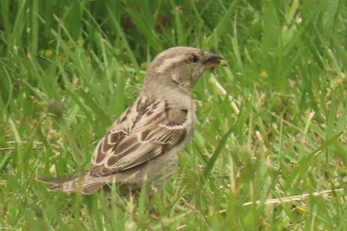 Etxe-txolarrea - ML646699751